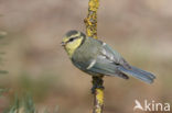 Pimpelmees (Parus caeruleus)