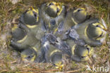 Blue Tit (Parus caeruleus)