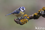 Blue Tit (Parus caeruleus)
