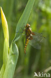 Platbuik (Libellula depressa)