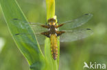 Platbuik (Libellula depressa)