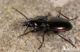 Pterostichus burmeisteri