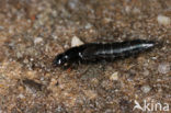 Quedius fuliginosus