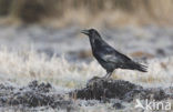 Raaf (Corvus corax) 