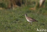 Whimbrel (Numenius phaeopus)