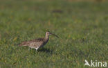 Whimbrel (Numenius phaeopus)