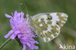 Resedawitje (Pontia daplidice)