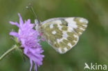 Resedawitje (Pontia daplidice)