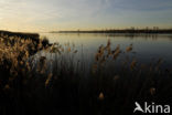 Riet (Phragmites australis)