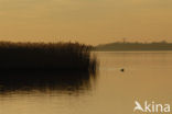 Common Reed (Phragmites australis)