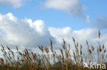 Common Reed (Phragmites australis)