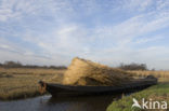 Riet (Phragmites australis)