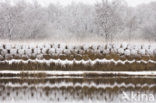 Riet (Phragmites australis)