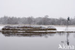 Riet (Phragmites australis)