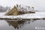 Riet (Phragmites australis)