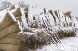 Riet (Phragmites australis)