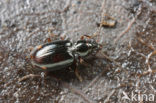 Rietpriempje (Bembidion doris)