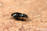 Rietpriempje (Bembidion doris)