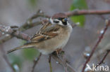 Eurasian Tree Sparrow (Passer montanus)