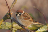 Eurasian Tree Sparrow (Passer montanus)