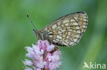 Bog Fritillary (Boloria eunomia)