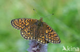 Bog Fritillary (Boloria eunomia)