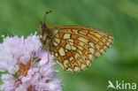 Ringoogparelmoervlinder (Boloria eunomia)