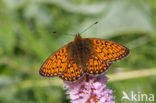 Ringoogparelmoervlinder (Boloria eunomia)