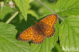 Ringoogparelmoervlinder (Boloria eunomia)