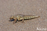 Yellow-legged Dragonfly (Gomphus flavipes)
