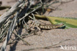 Yellow-legged Dragonfly (Gomphus flavipes)