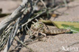 Yellow-legged Dragonfly (Gomphus flavipes)