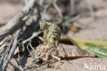 Yellow-legged Dragonfly (Gomphus flavipes)