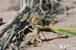 Yellow-legged Dragonfly (Gomphus flavipes)