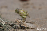Yellow-legged Dragonfly (Gomphus flavipes)
