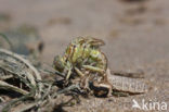 Yellow-legged Dragonfly (Gomphus flavipes)