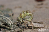 Yellow-legged Dragonfly (Gomphus flavipes)