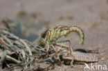 Yellow-legged Dragonfly (Gomphus flavipes)