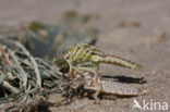 Yellow-legged Dragonfly (Gomphus flavipes)