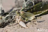 Yellow-legged Dragonfly (Gomphus flavipes)