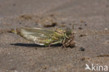 Yellow-legged Dragonfly (Gomphus flavipes)
