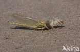 Rivierrombout (Gomphus flavipes) 