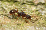 Rode steekmier (Myrmica rubra)