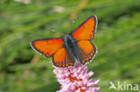 Purple-edged Copper (Lycaena hippothoe)