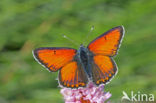 Purple-edged Copper (Lycaena hippothoe)