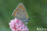 Rode vuurvlinder (Lycaena hippothoe) 