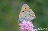 Purple-edged Copper (Lycaena hippothoe)