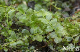 Many-fruited Thyme-moss (Plagiomnium affine)