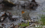 European Robin (Erithacus rubecula)