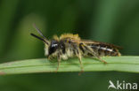 Roodbuikje (Andrena ventralis)